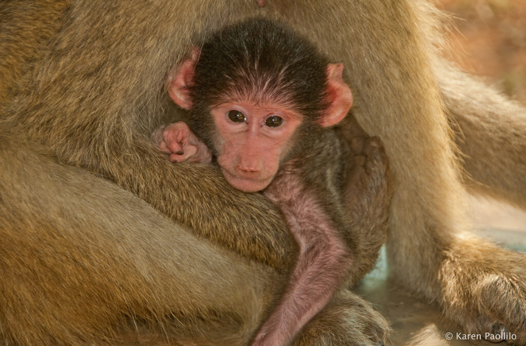 Baby Chacma
