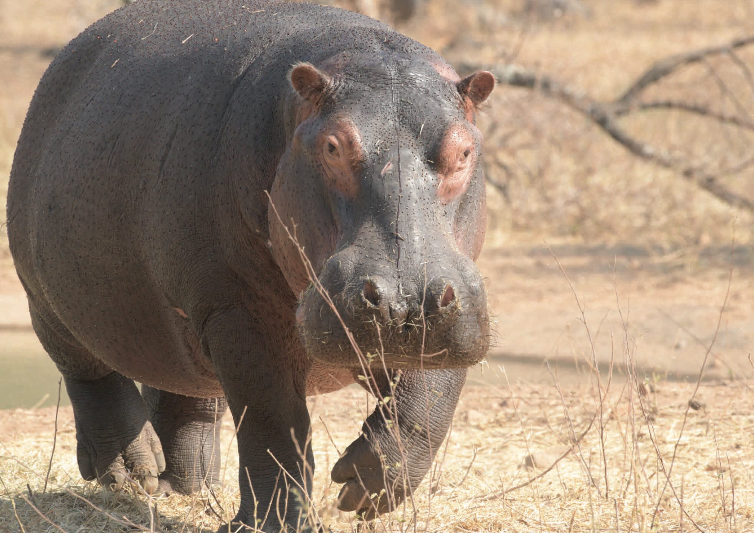 Kuchek Hippo