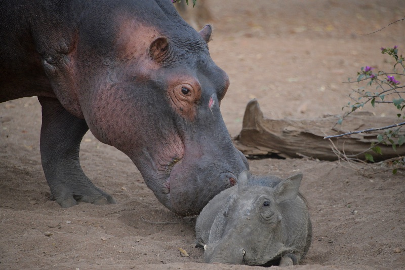 featured_xmas_2025 max hippo and warthog