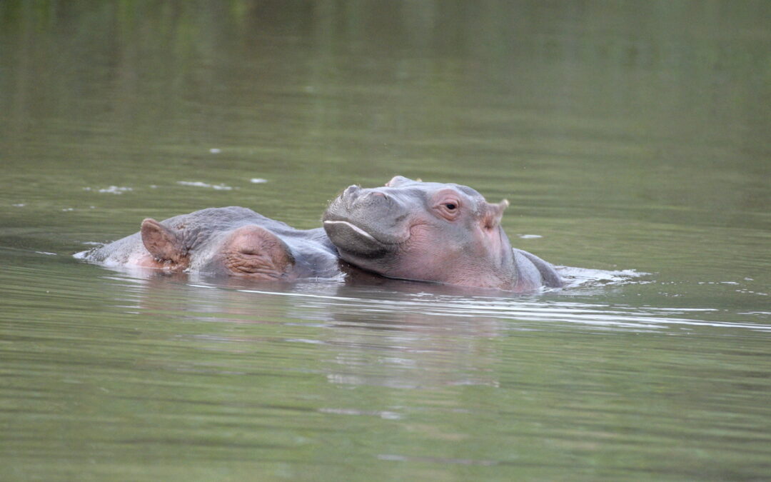 Winner of Name the Baby Hippo